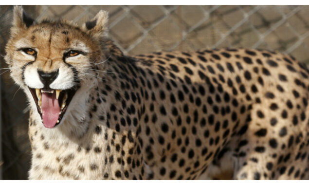 Rare birth of Asiatic cheetah cubs in Iran