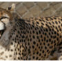 Rare birth of Asiatic cheetah cubs in Iran