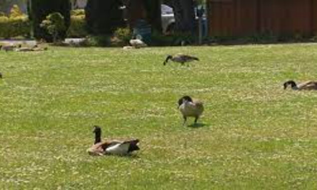 A California community is considering murdering geese due to droppings.