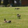 A California community is considering murdering geese due to droppings.