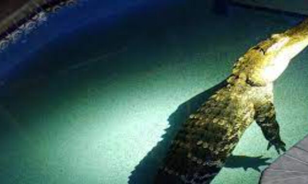 A family in Florida discovers a nearly 11-foot alligator in their pool.