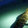 A family in Florida discovers a nearly 11-foot alligator in their pool.