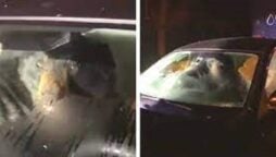 Man finds black bear inside mother-in-law’s car in search of food