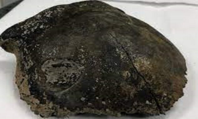 Human skull dating back nearly 8,000 years found in Minnesota River