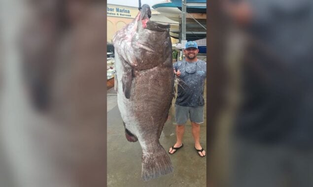 Fishermen catch giant endangered Fish Weighing 160KG