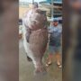 Fishermen catch giant endangered Fish Weighing 160KG