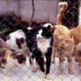 Dallas prohibits sale of dogs and cats in pet stores