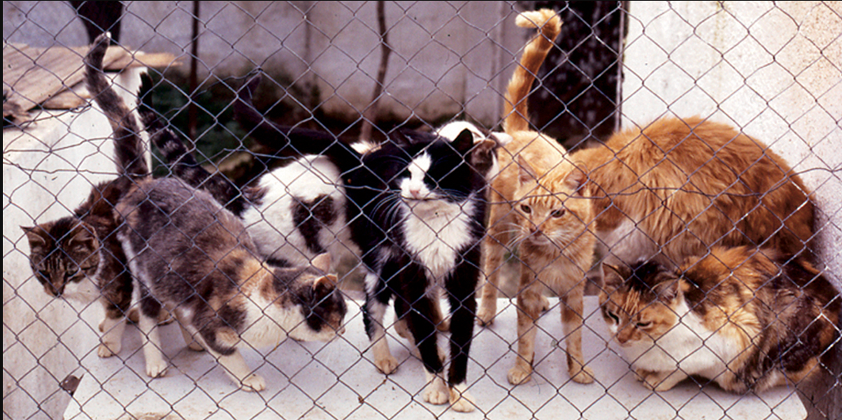 pets