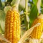 Zimbabwe’s grain output to drop by nearly half: government