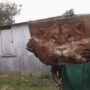 MAN FINDS ‘STRAY LION’, TURNS OUT TO BE A BAG