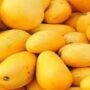 Pakistani Mangoes Set To Hit Chinese Markets Next Week