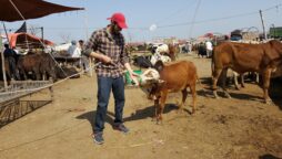 The smallest cow in Pakistan makes a round on socal media platforms