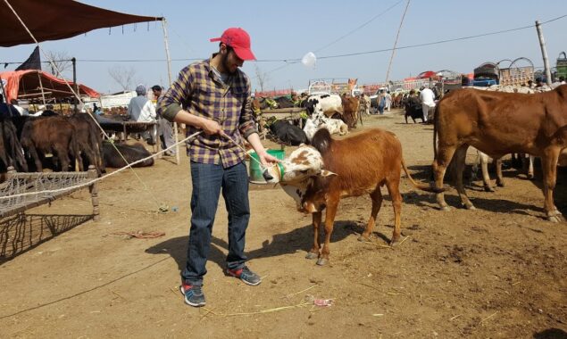 The smallest cow in Pakistan makes a round on socal media platforms