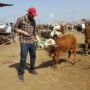 The smallest cow in Pakistan makes a round on socal media platforms