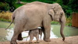 Asian elephant mom carries dead calf for weeks