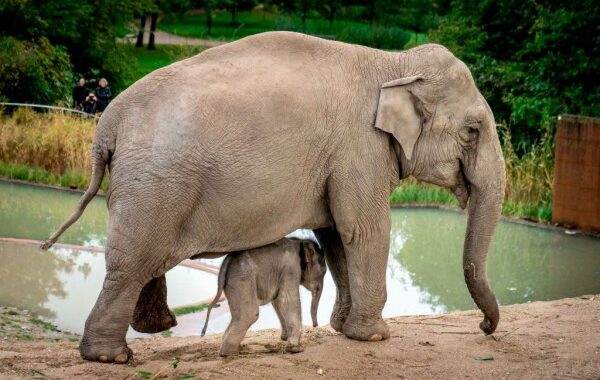 Asian elephant mom carries dead calf for weeks