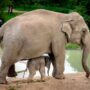 Asian elephant mom carries dead calf for weeks