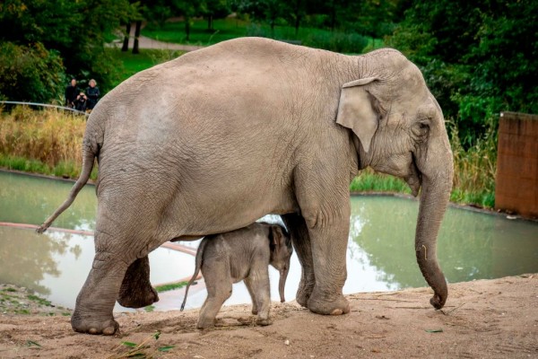 Asian elephant mom carries dead calf for weeks
