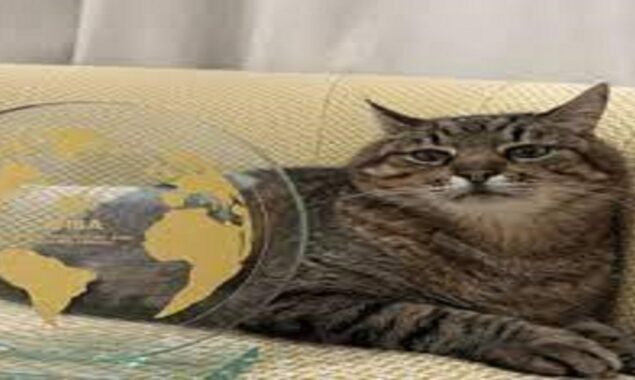 Ukrainian cat wins influencer award