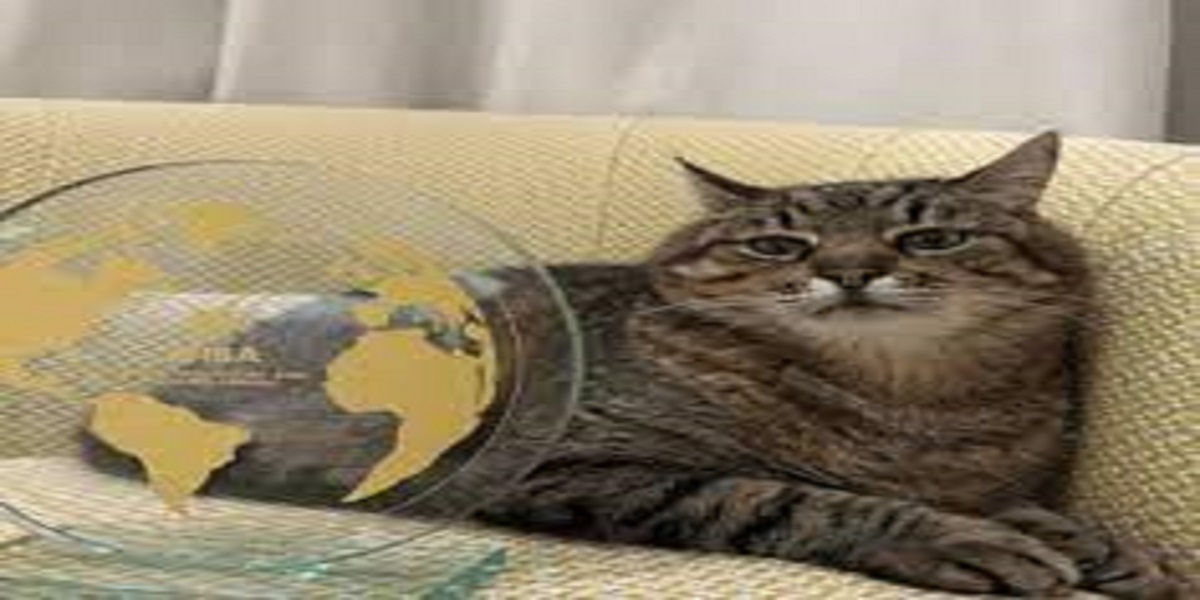 Ukrainian cat wins influencer award