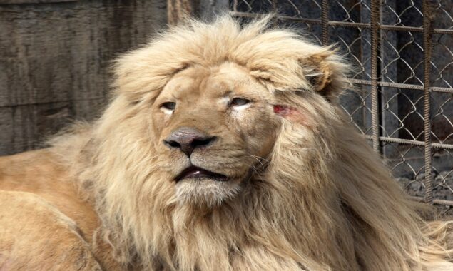 Lions trapped in a zoo in Kharkiv are now safe in Odesa