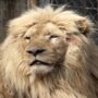 Lions trapped in a zoo in Kharkiv are now safe in Odesa