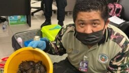 Women were captured in the act of smuggling a large number of snakes, turtles, and lizards onboard an aeroplane