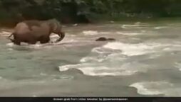 Mother elephant rescues calf from river drowning