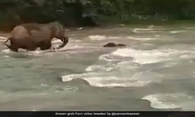 elephant