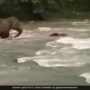Mother elephant rescues calf from river drowning