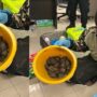 Bangkok airport: 109 wild animals were found and 2 Indian women were arrested