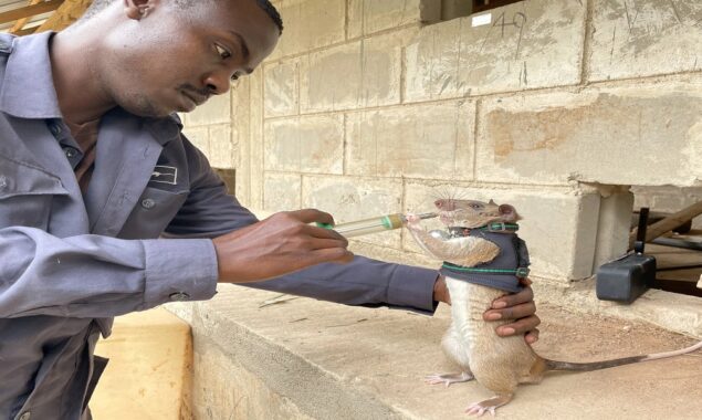 Rescue rats trained to find ‘victims buried in rubble’ after earthquakes