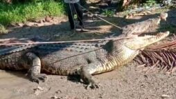 A brave villager confronts a massive 14-foot crocodile with only rope and prevails