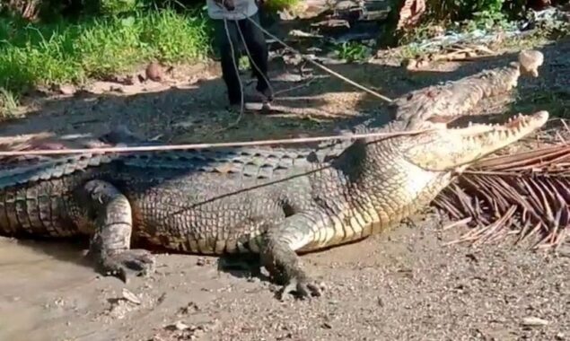 A brave villager confronts a massive 14-foot crocodile with only rope and prevails