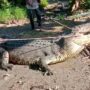 A brave villager confronts a massive 14-foot crocodile with only rope and prevails