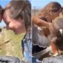 A falcon video goes viral, with over 7 million views