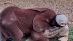 A cute video of a baby elephant cuddling with its caregiver goes viral