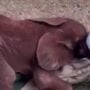 A cute video of a baby elephant cuddling with its caregiver goes viral