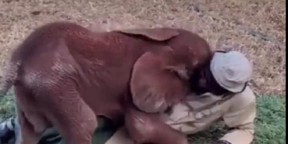 baby elephant