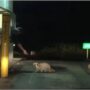 Viral video shows a family of raccoons enjoying a drive-through delight