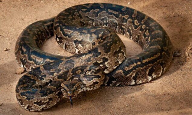 Grandma finds the “biggest” snake animal rescuers have ever seen, and she is “terrified”