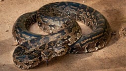 Two brothers dead after snake bite in Tharparkar