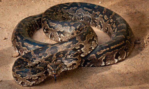 largest snake ever