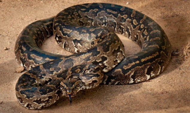 The 18-foot, 98-kilogram largest snake ever caught had 122 eggs in its belly
