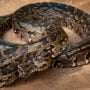 The 18-foot, 98-kilogram largest snake ever caught had 122 eggs in its belly