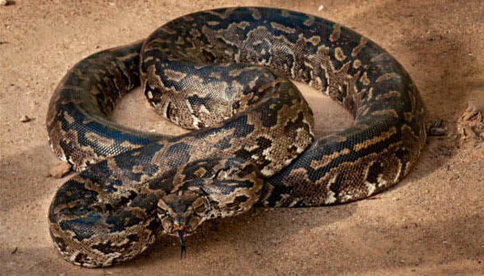 largest snake ever