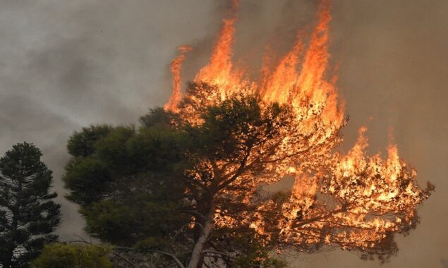Lebanon pine forest blaze begins wildfire season