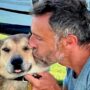 A dog who went missing during a 900-mile run, is found three months later