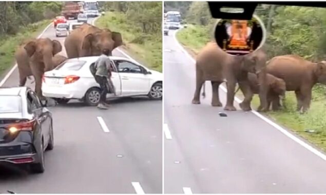 Elephants charge towards cars blocking their passage. Internet assaults commuters
