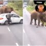 Elephants charge towards cars blocking their passage. Internet assaults commuters